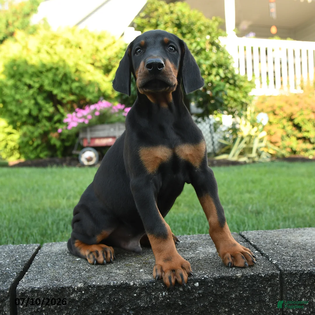 Doberman Pinscher dogs for sale: Ivan - Ad 2