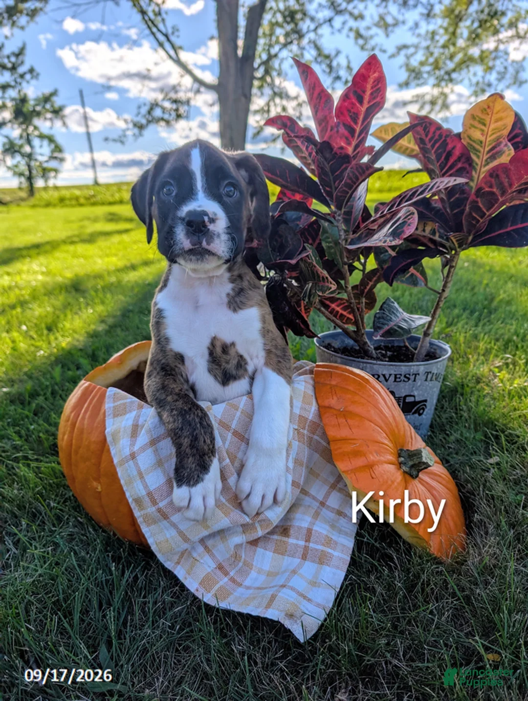 Boxer dogs for sale: Kirby - Ad 1