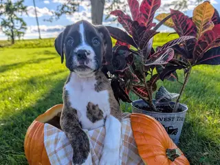 Boxer dogs Kirby - Ad 5