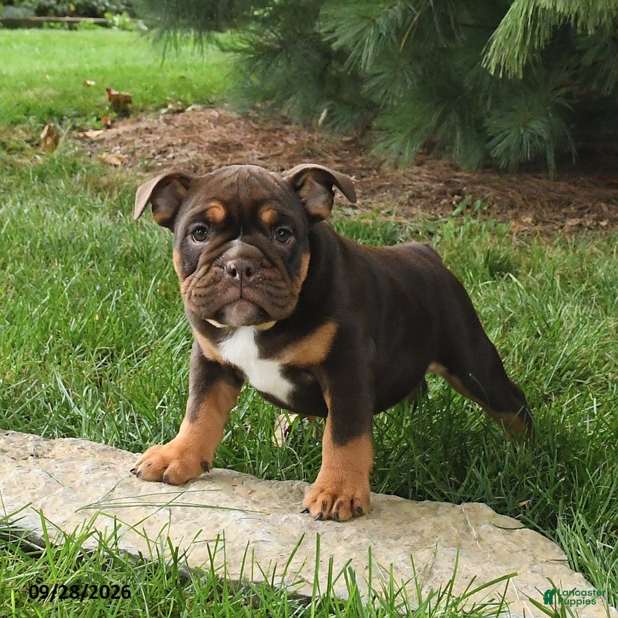 English Bulldog dogs Daisy - Ad 2