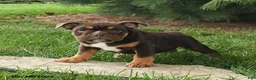 English Bulldog dogs for sale: Daisy - Ad 2