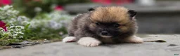 Pomeranian dogs for sale: Sable-Tri color - Ad 2