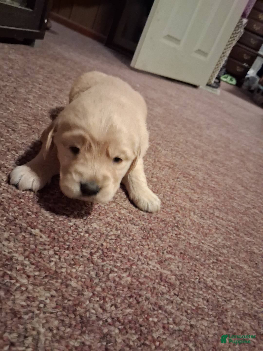 Golden Retriever dogs for sale: Rose - Ad 4