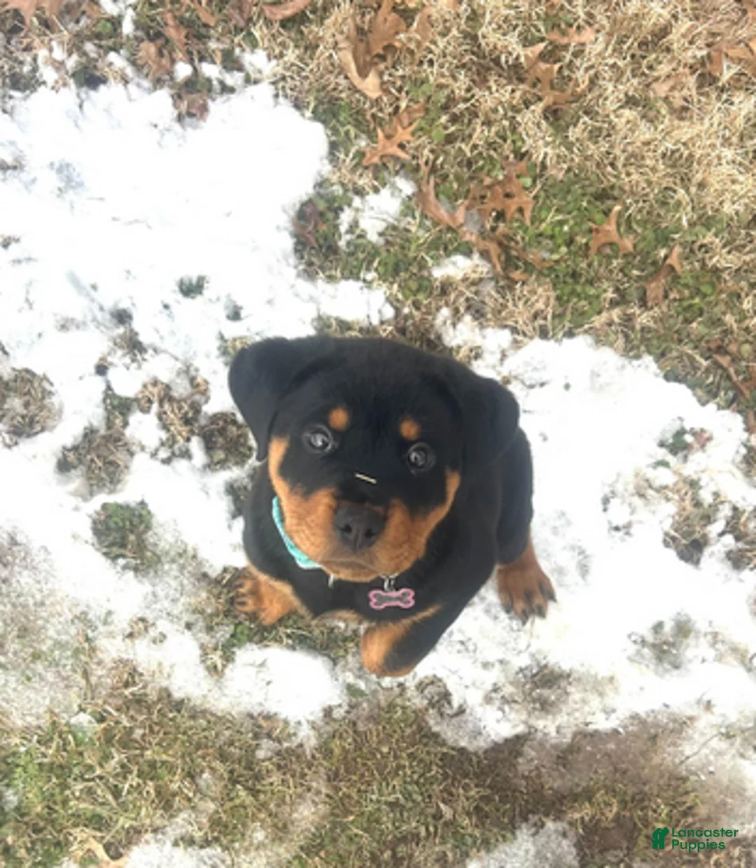Rottweiler dogs for sale: Light Pink Girl - Ad 4