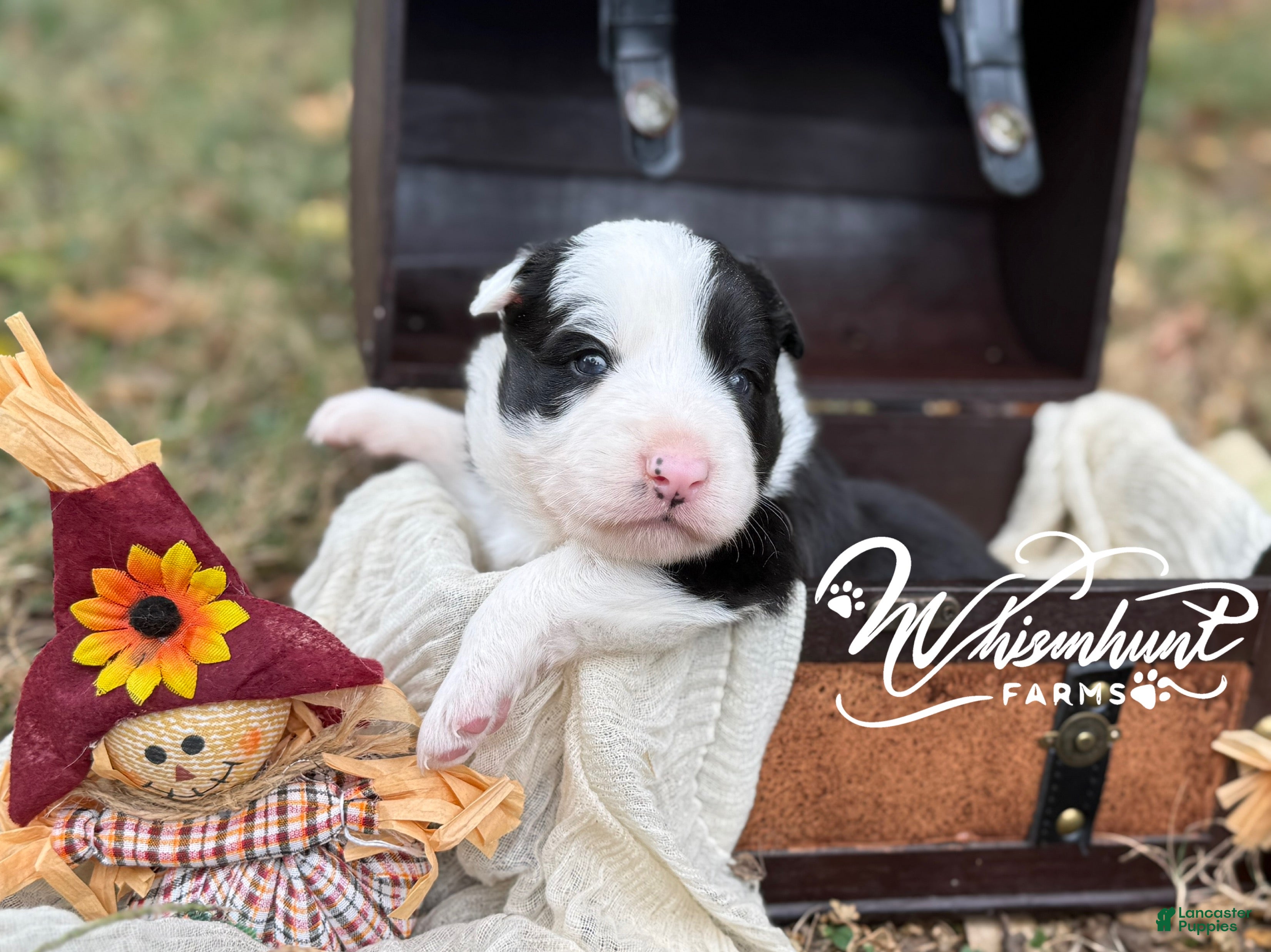 Border Collie dogs for sale: Zeke - Ad 12