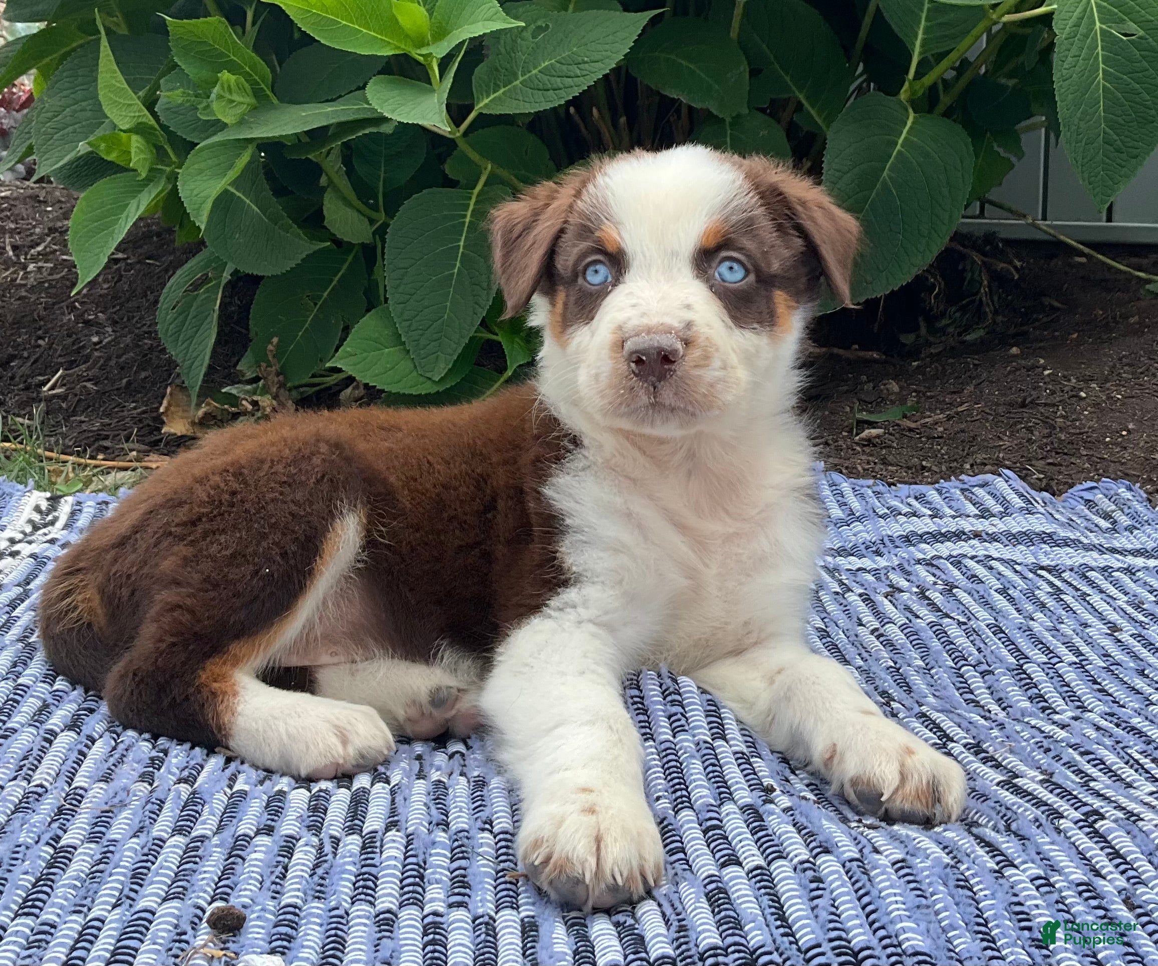 Australian Shepherd dogs Oakley - Ad 7