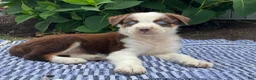 Australian Shepherd dogs for sale: Oakley - Ad 1