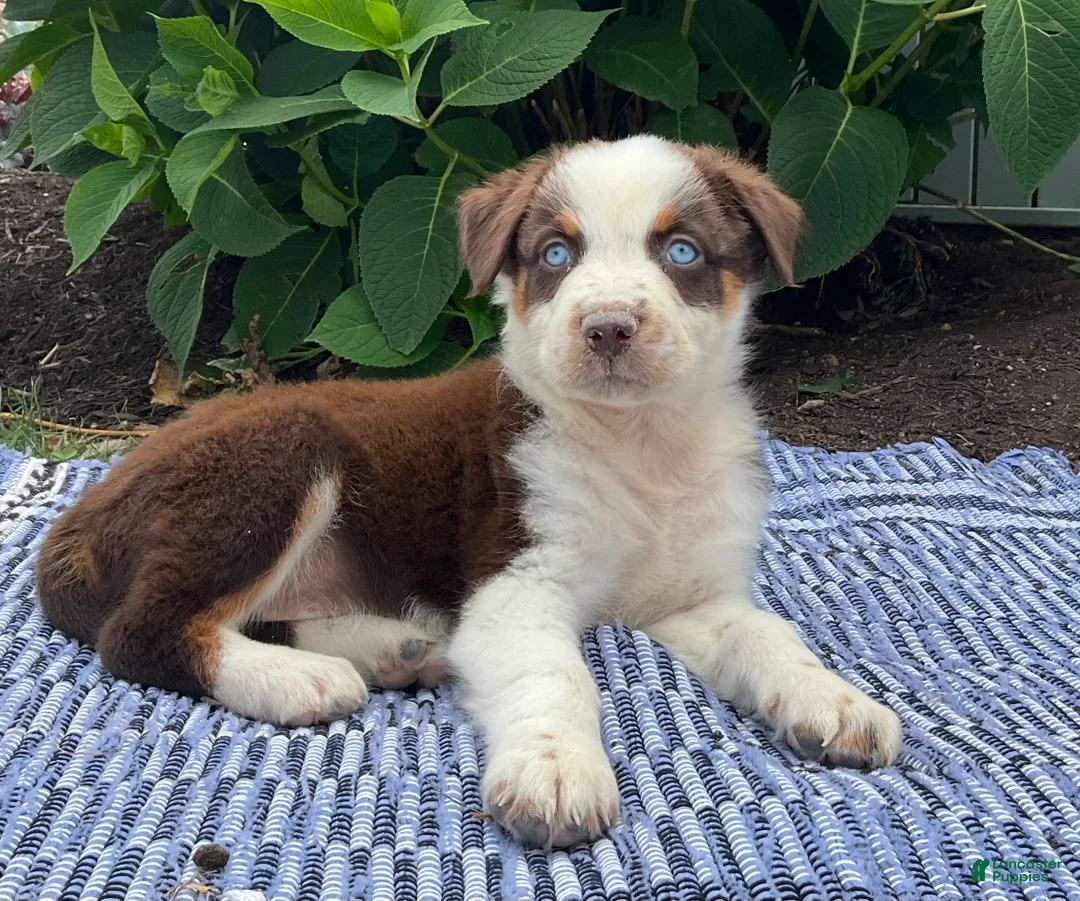 Australian Shepherd dogs for sale: Oakley - Ad 1