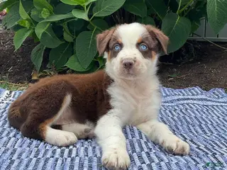 Australian Shepherd dogs Oakley - Ad 7