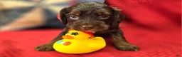 Cockapoo dogs for sale: Meeko - Ad 18