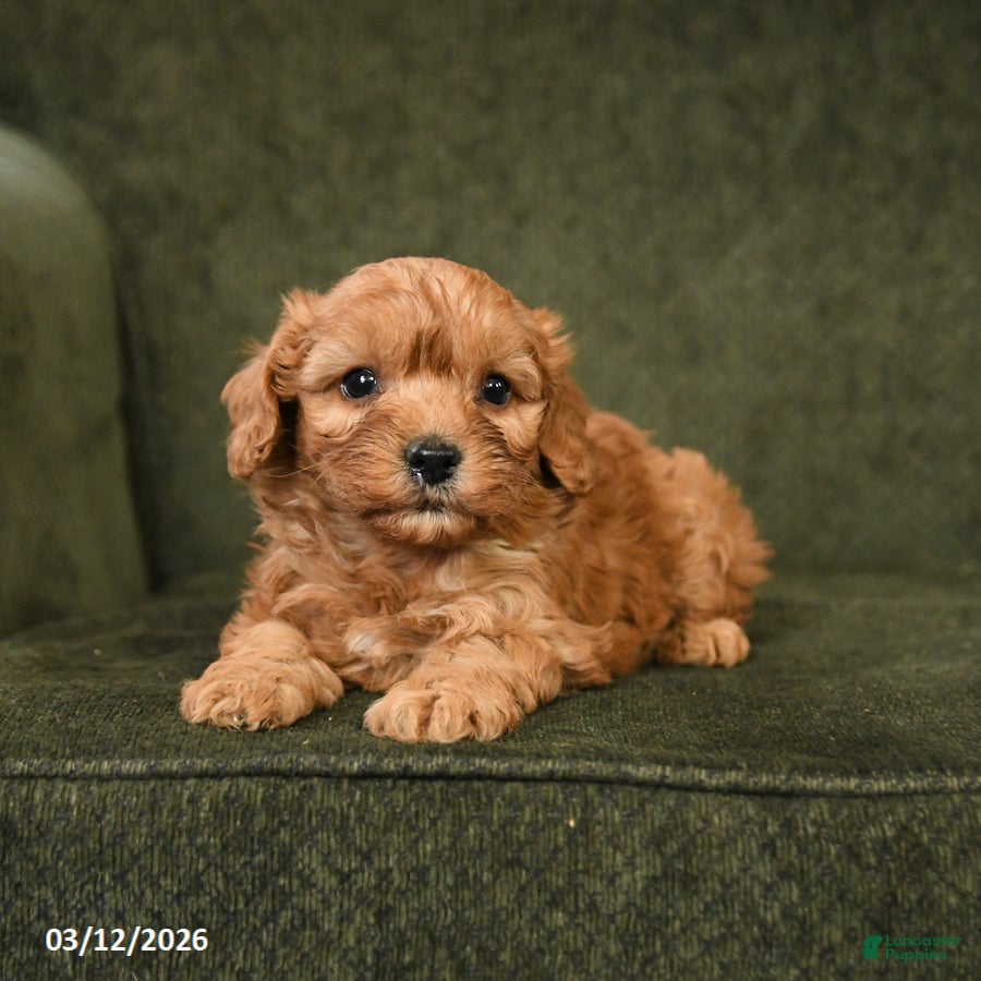 Cockapoo dogs Hazel - Ad 2