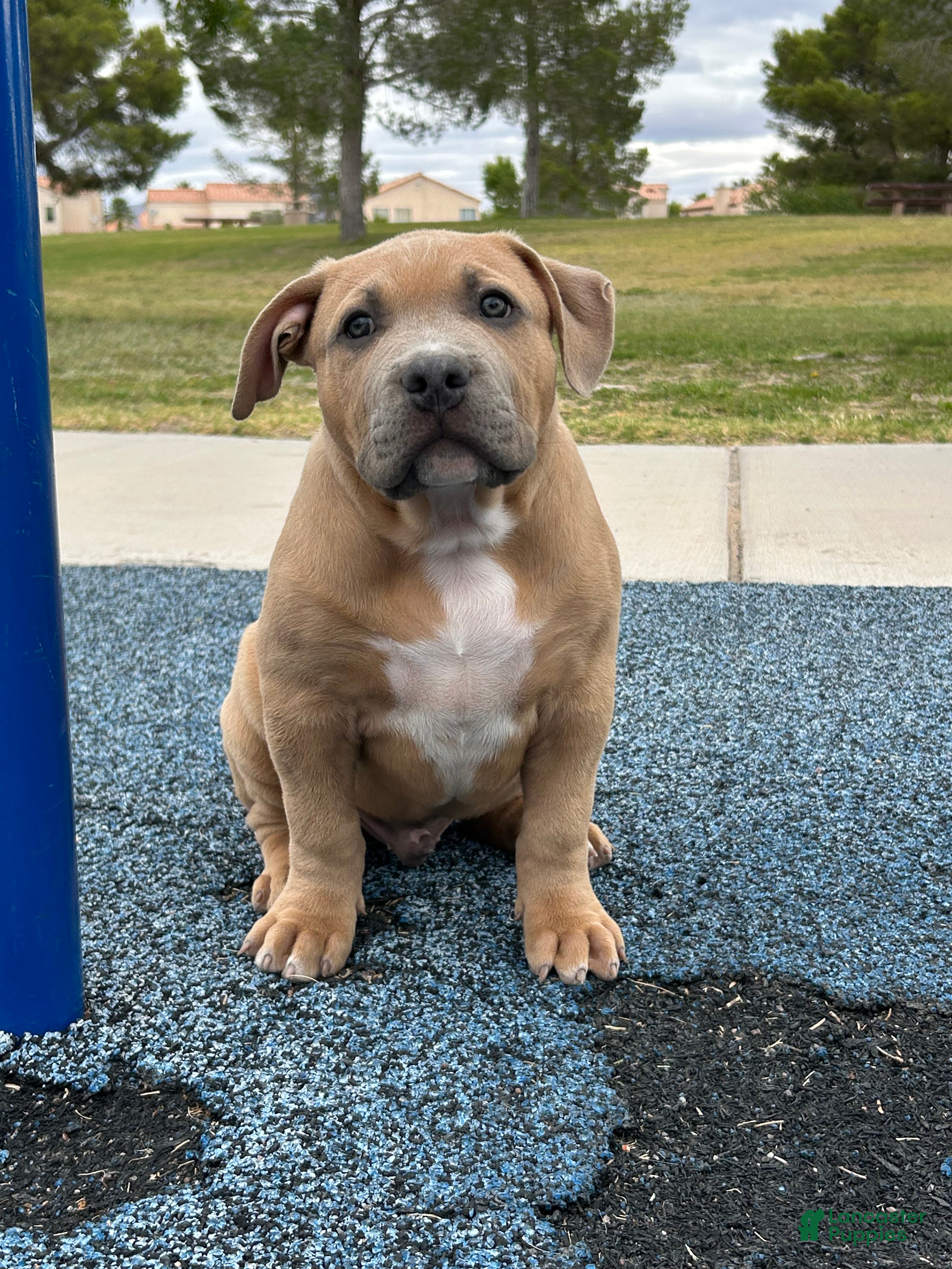 American Bully dogs BISON - Ad 3
