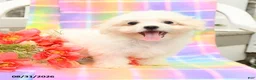 Maltese dogs for sale: Sam - Ad 3
