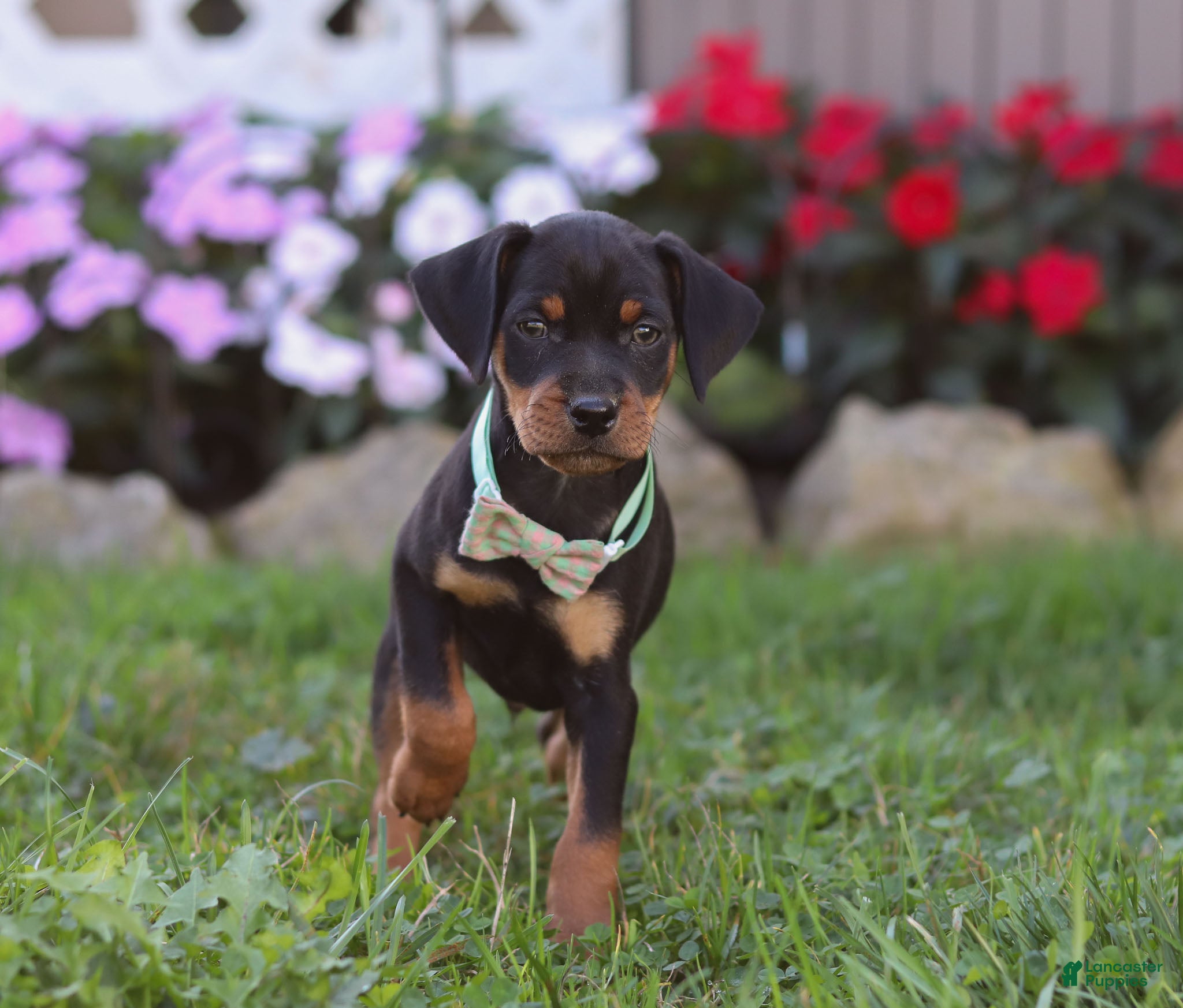 Miniature Pinscher Puppies for sale Lancaster Puppies