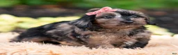 Yorkiepoo dogs for sale: Esmeralda - Ad 5