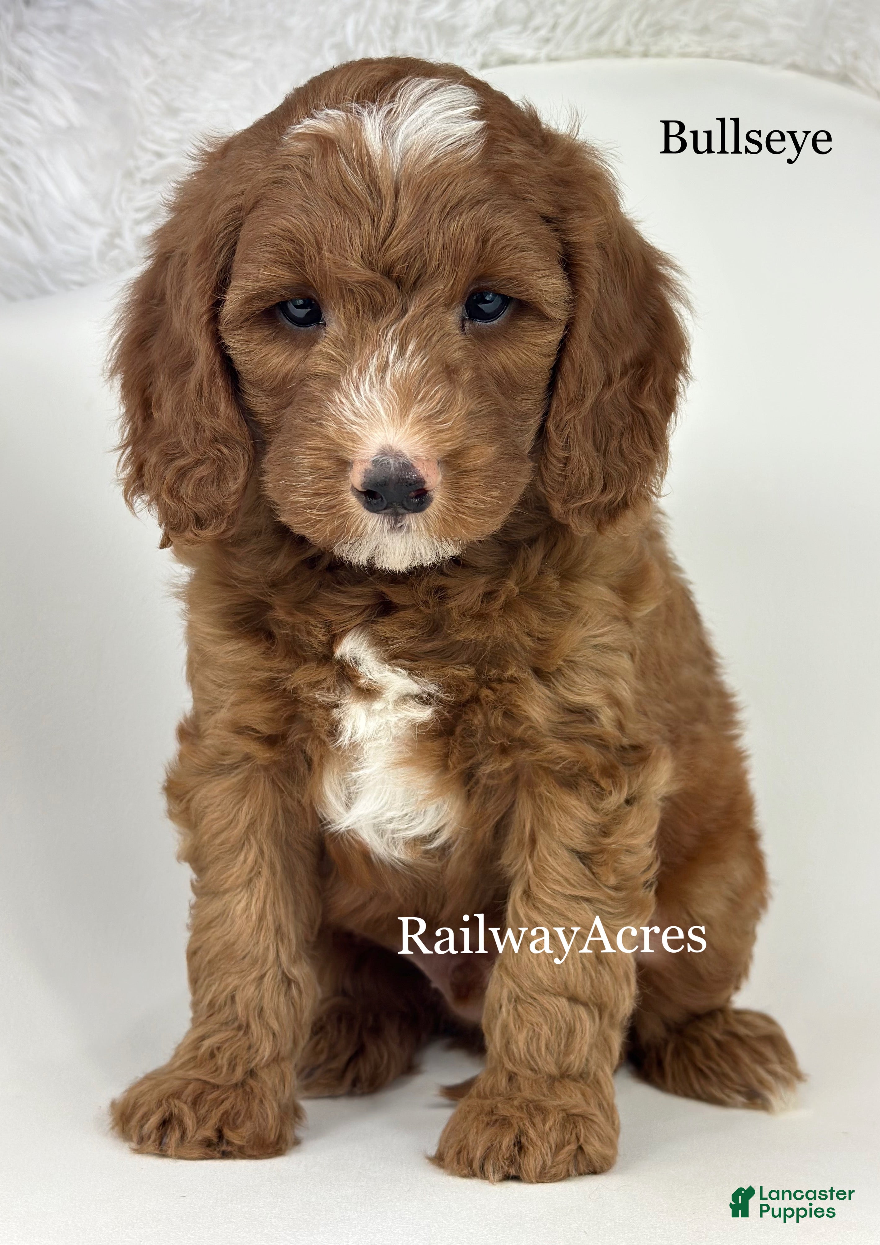 Mixed Breed dogs Bullseye - Ad 19