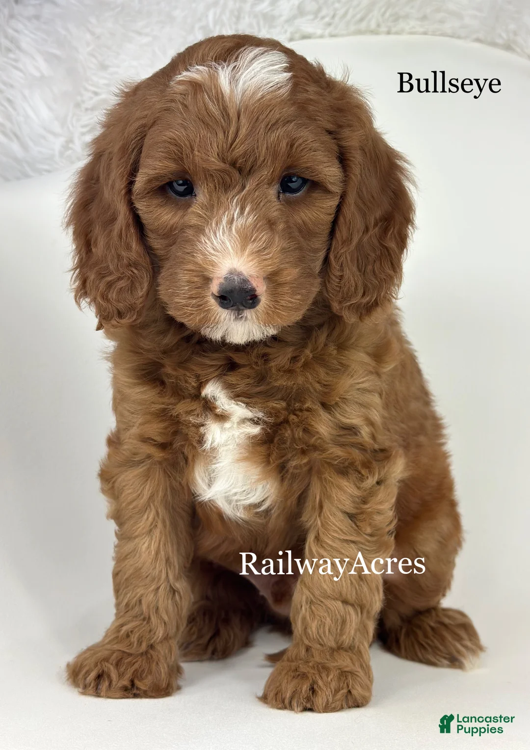 Mixed Breed dogs for sale: Bullseye - Ad 1