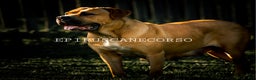 Cane Corso dogs for sale: Male cane corso ear crop tail docked - Ad 7