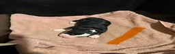 Bernese Mountain Dog dogs for sale: Orange - Ad 11