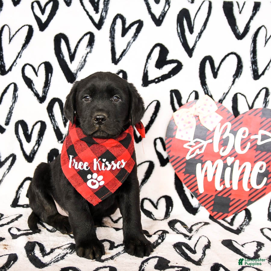 Labrador Retriever dogs Midnight - Ad 39