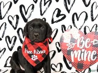 Labrador Retriever dogs Midnight - Ad 39