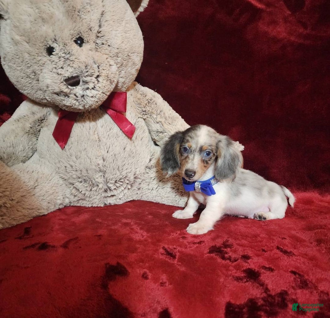 Miniature Dachshund dogs for sale: STERLING - Ad 3
