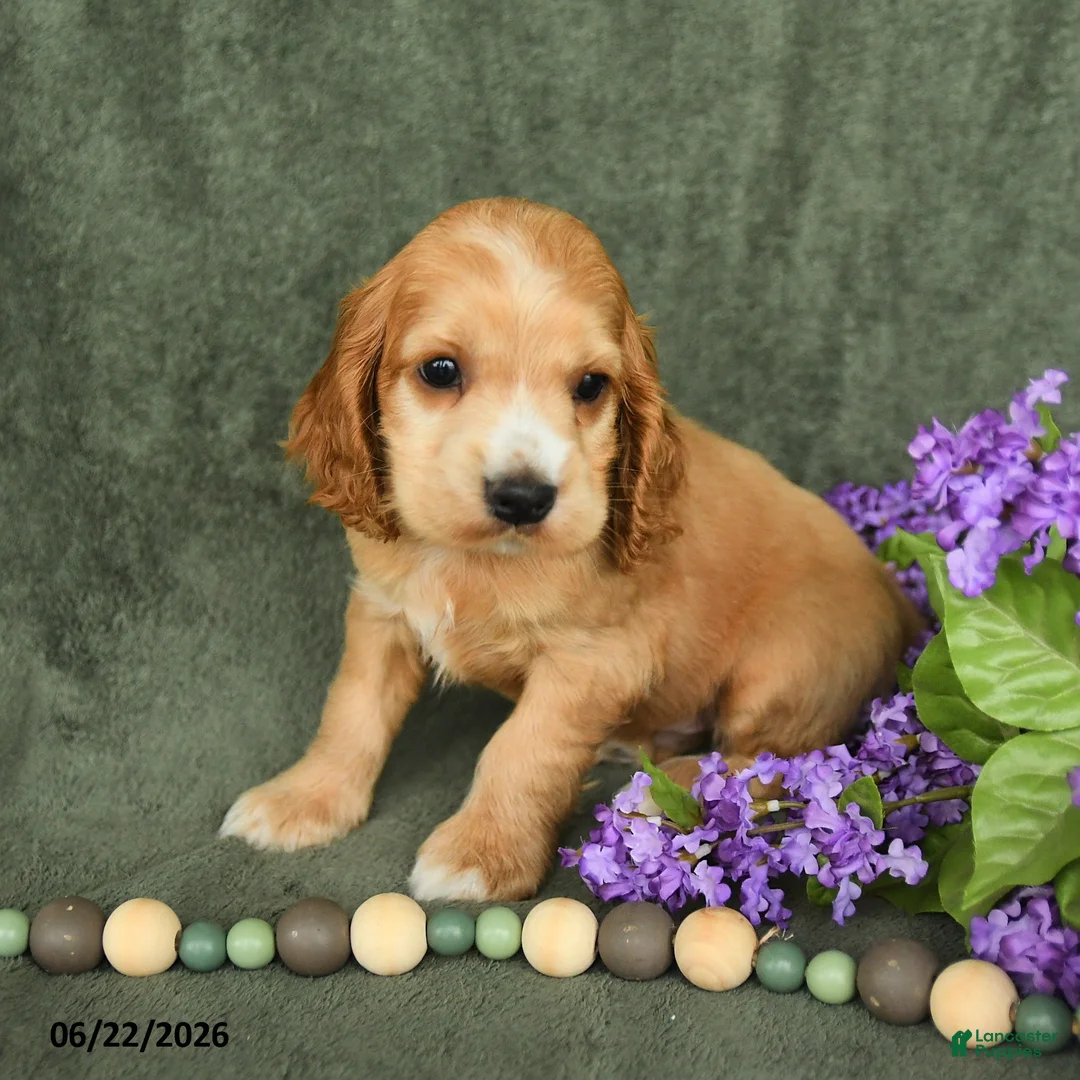 English Cocker Spaniel dogs for sale: Buddy - Ad 1