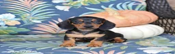 Miniature Dachshund dogs for sale: Harper - Ad 5