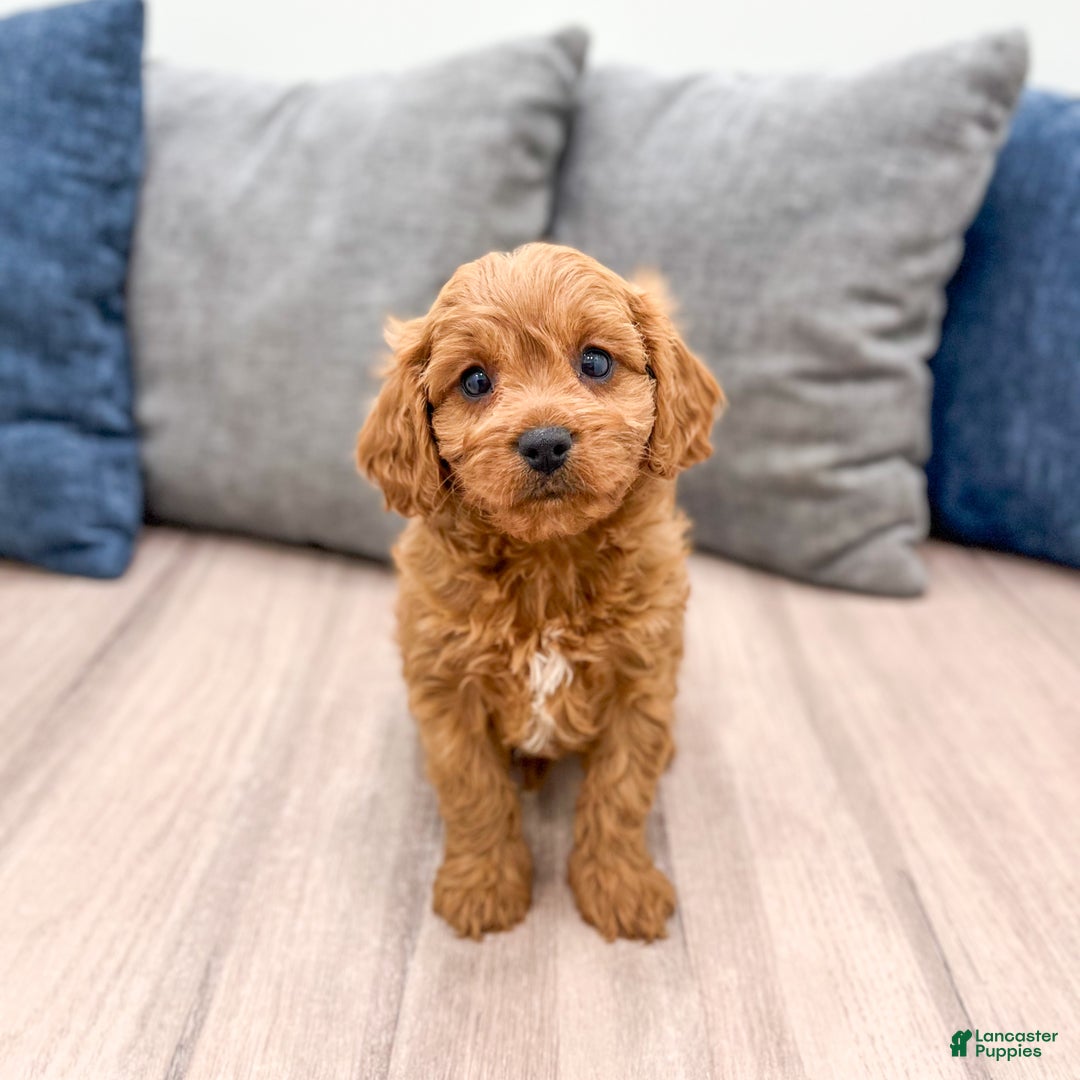 Cavapoo dogs for sale: Brooklyn - Ad 7