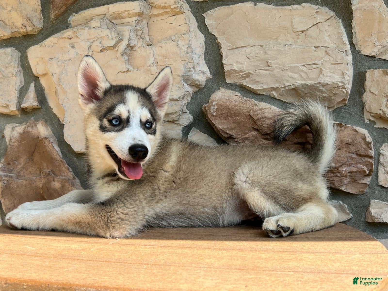 Pomsky dogs Maverick - Ad 1