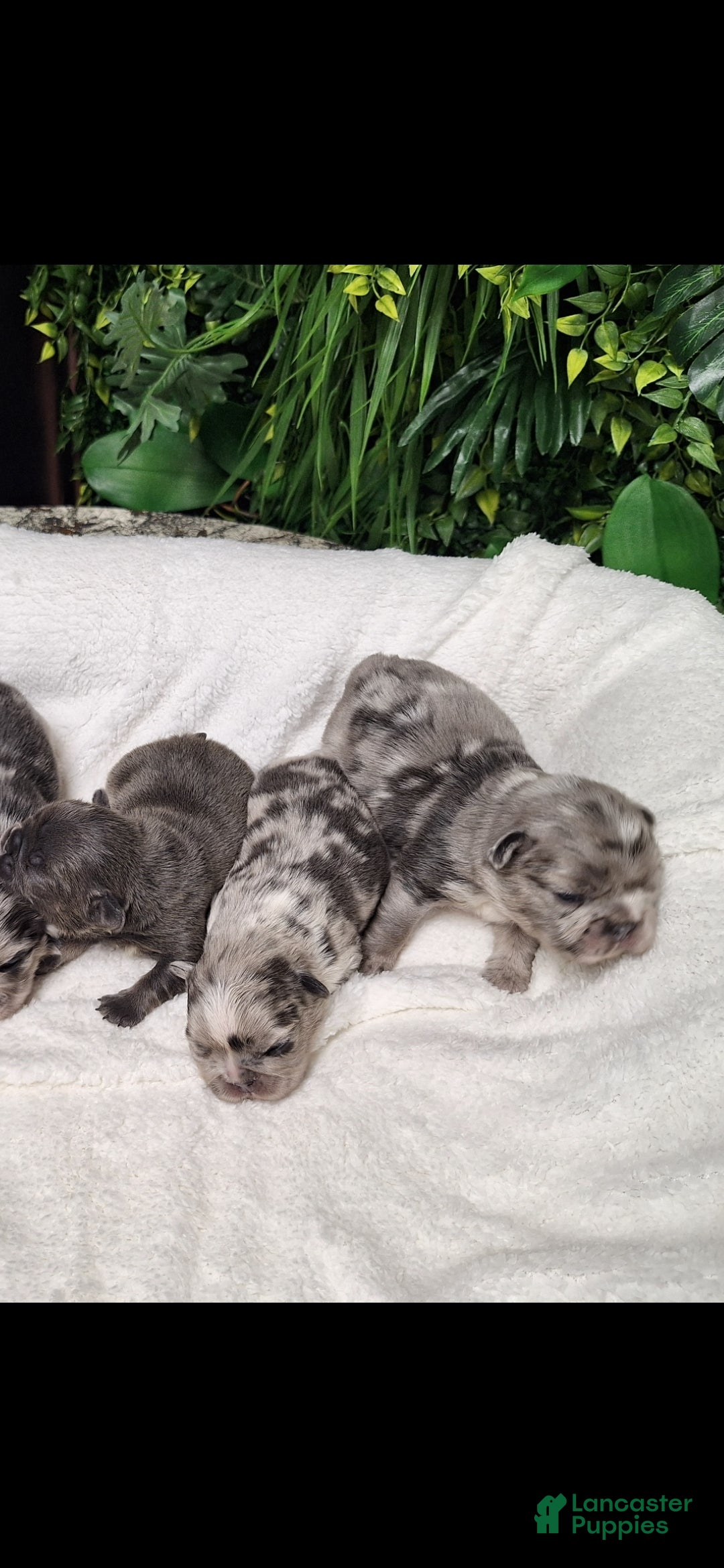 French Bulldog dogs for sale: Tim - Ad 2