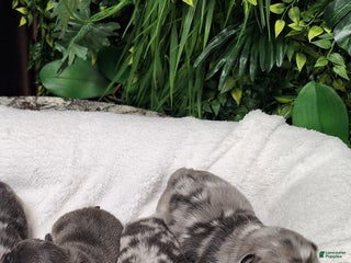 French Bulldog dogs - Ad 7