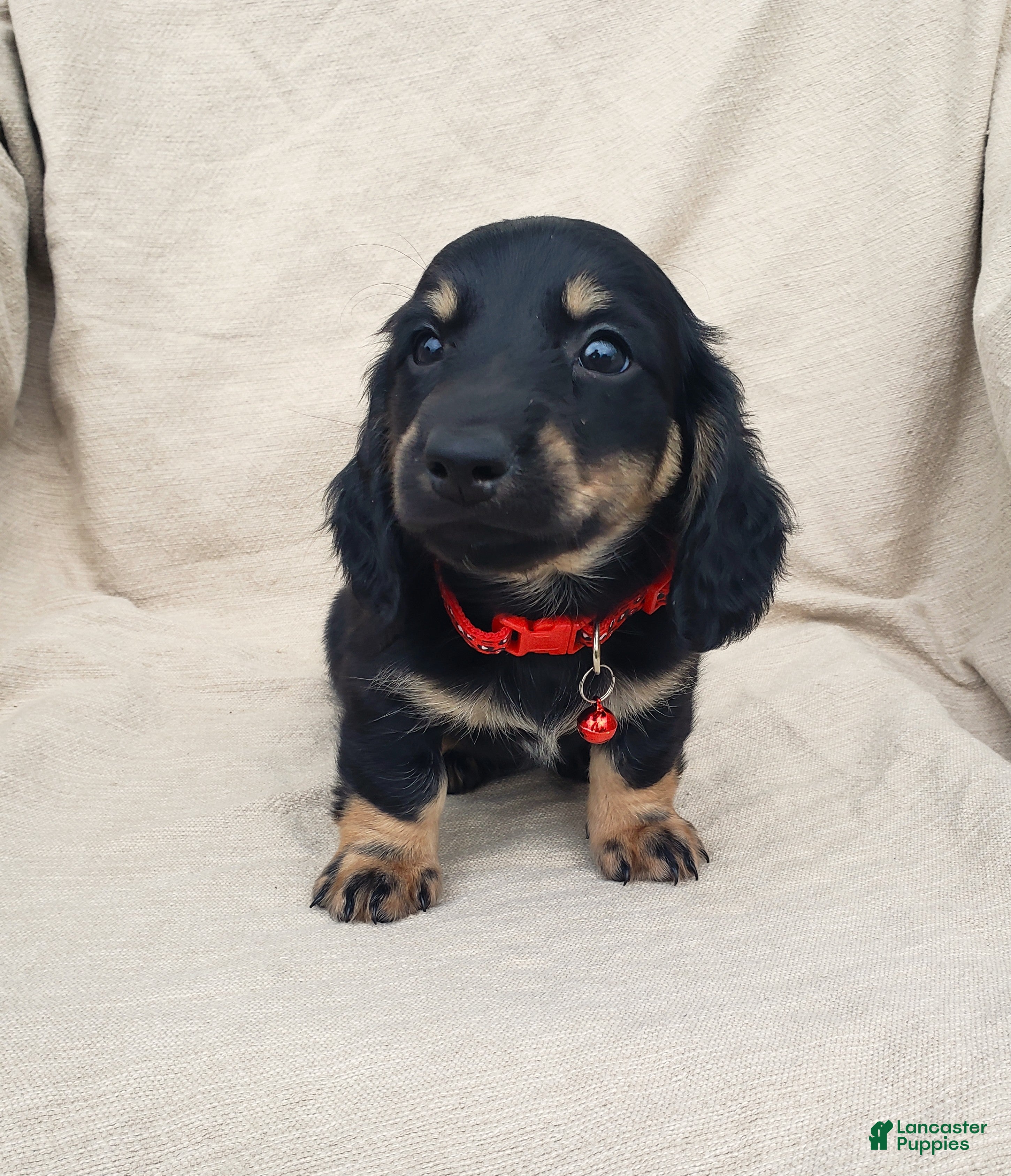 Miniature Dachshund dogs LENNY - Ad 2