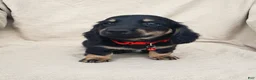 Miniature Dachshund dogs for sale: LENNY - Ad 2