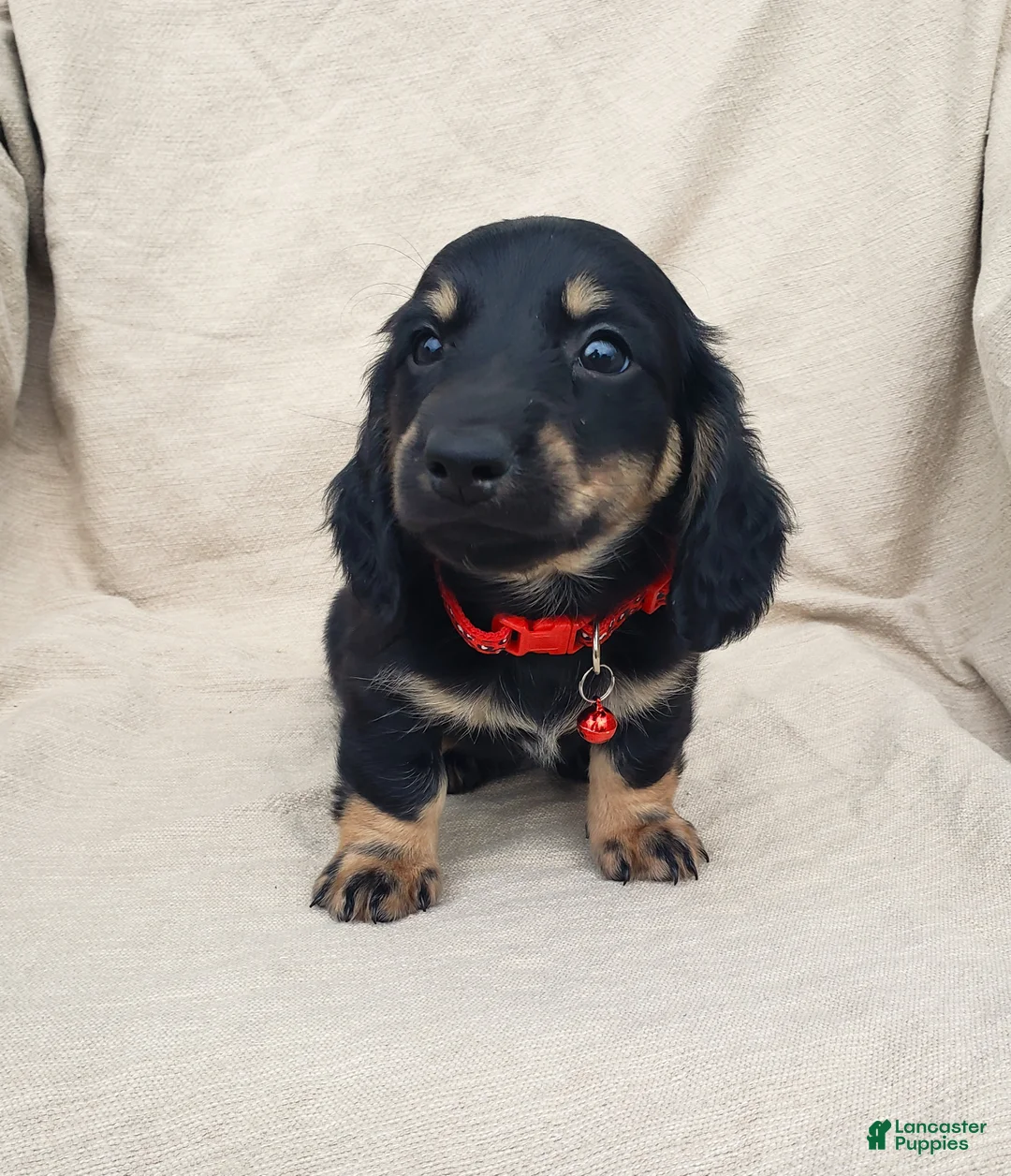 Miniature Dachshund dogs for sale: LENNY - Ad 2