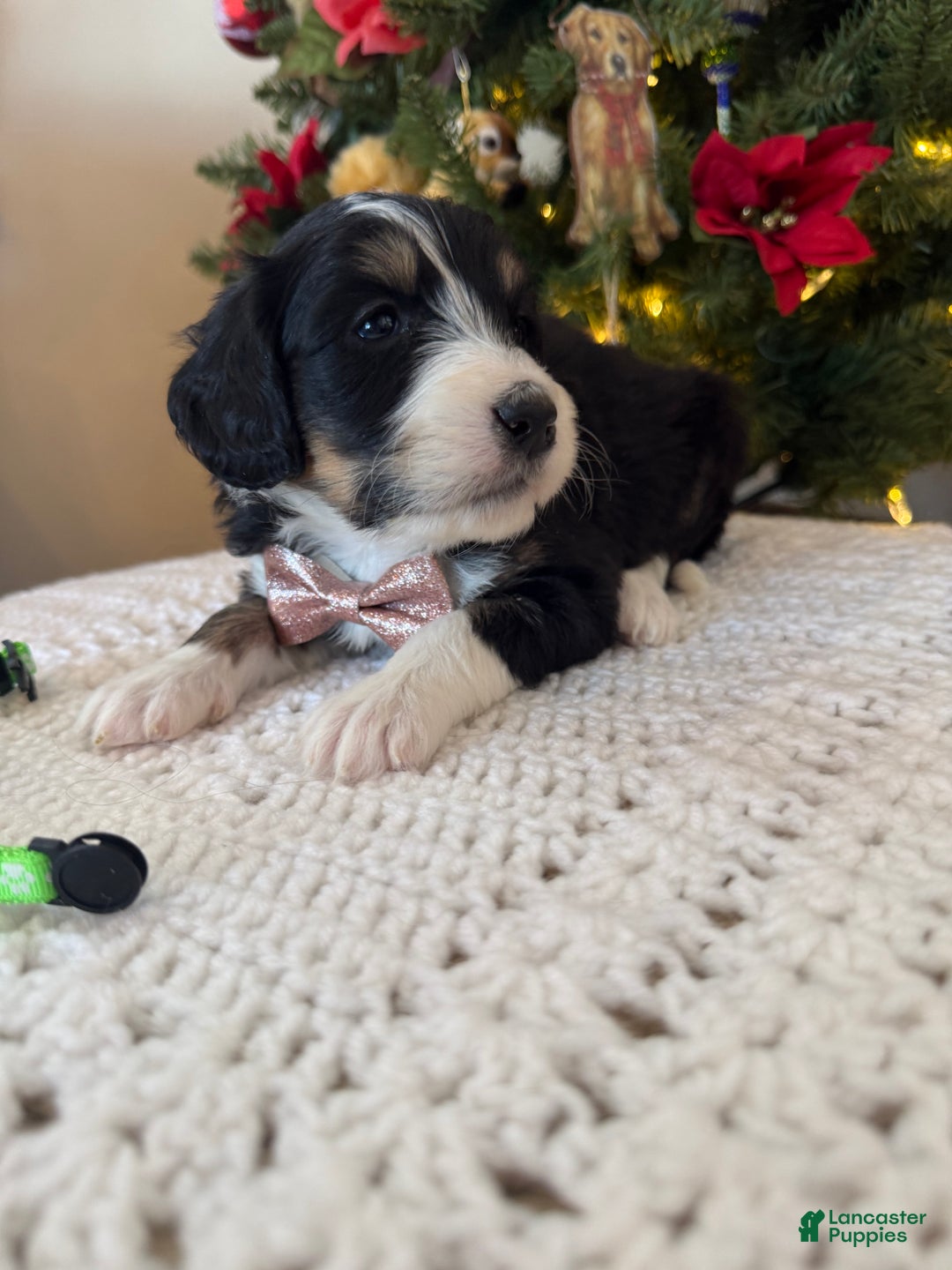 Mixed Breed dogs for sale: Fullerton - Ad 2