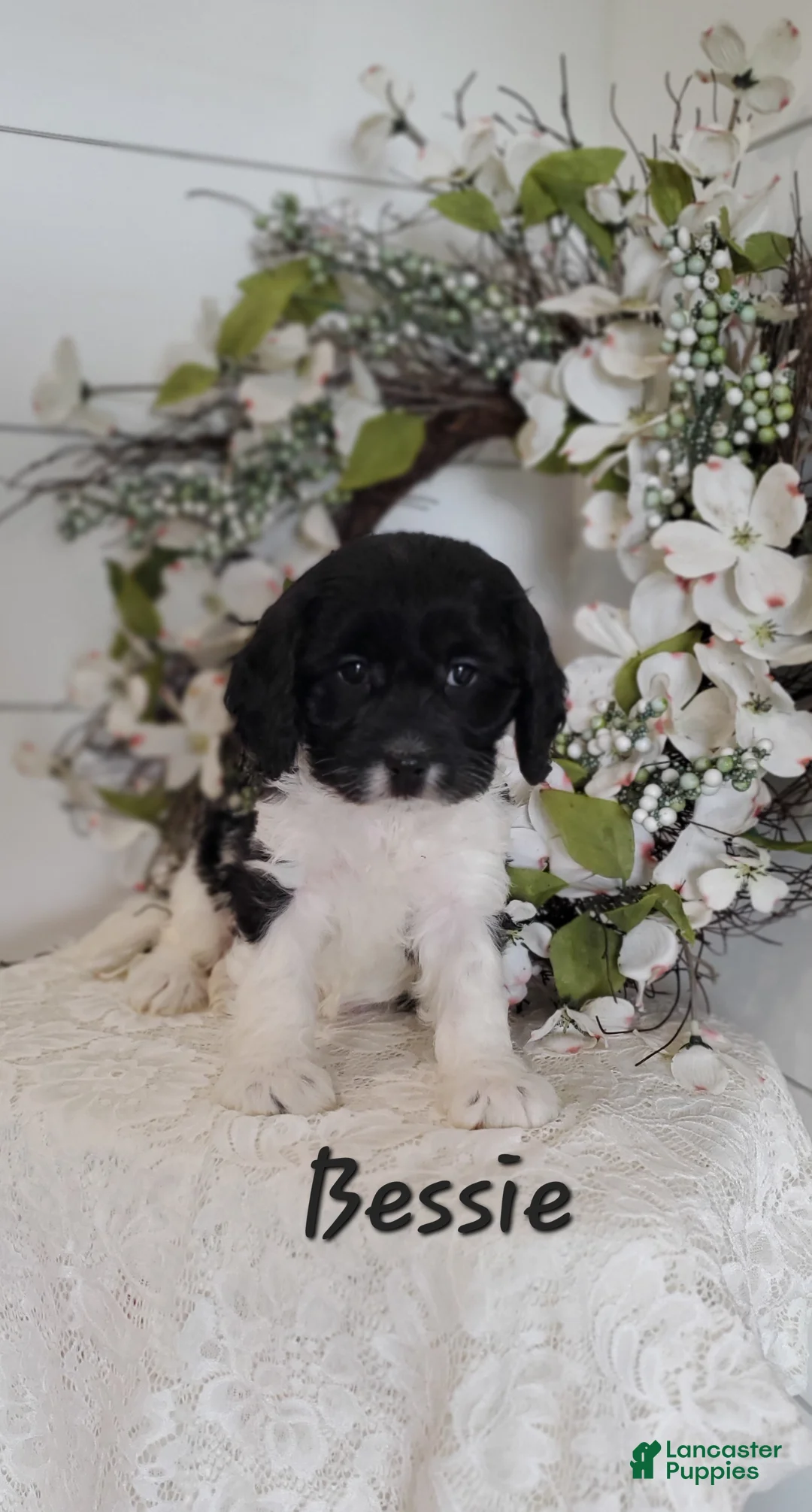 Cavapoo dogs for sale: Bessie - Ad 1