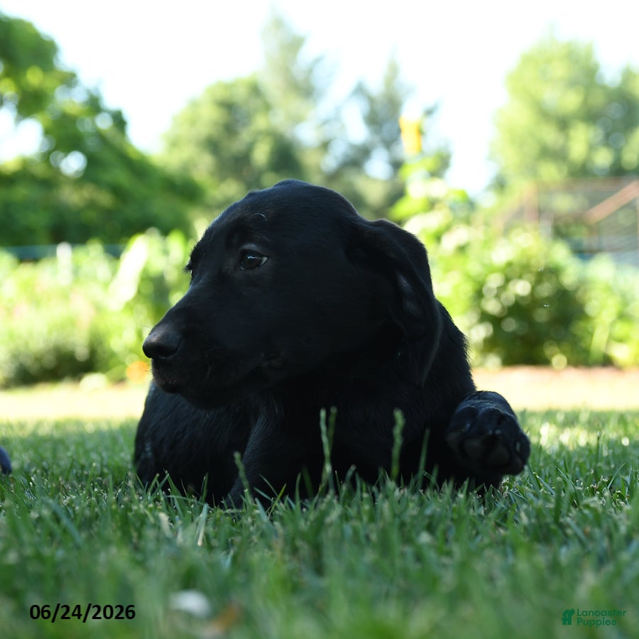 Labrador Retriever dogs Lexi  - Ad 2