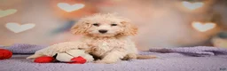 Cavapoo dogs for sale: piper - Ad 3