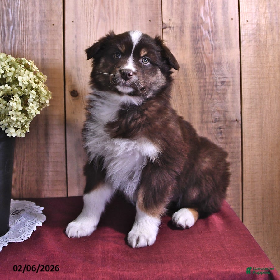 Australian Shepherd dogs Sophie - Ad 2