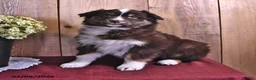 Australian Shepherd dogs for sale: Sophie - Ad 2