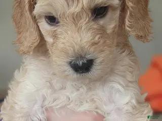 Goldendoodle dogs Goldendoodle Puppy white girl - Ad 15