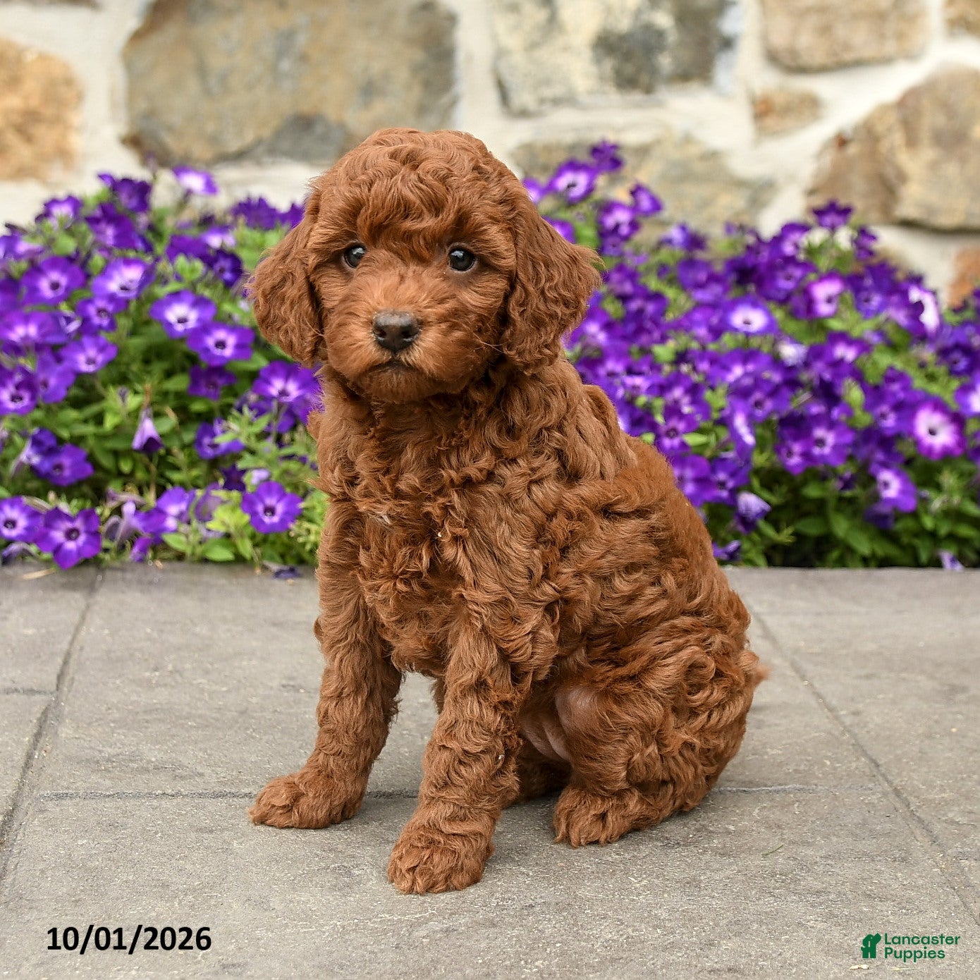 Mini Goldendoodle dogs Scarlett - Ad 1