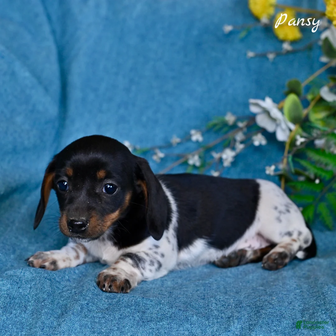 Miniature Dachshund dogs for sale: Pansy - Ad 2