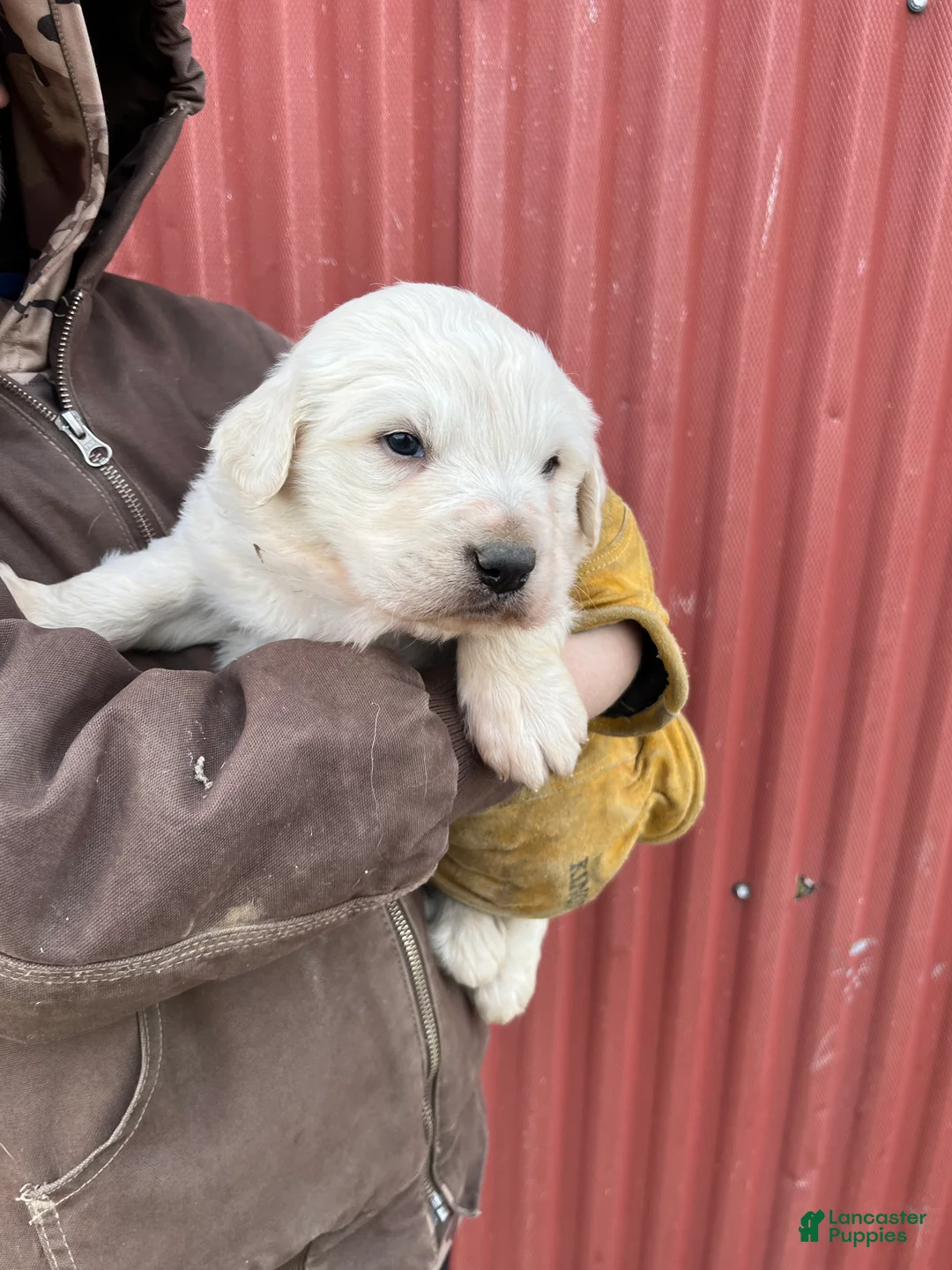 Great Pyrenees dogs for sale: Charlie - Ad 1