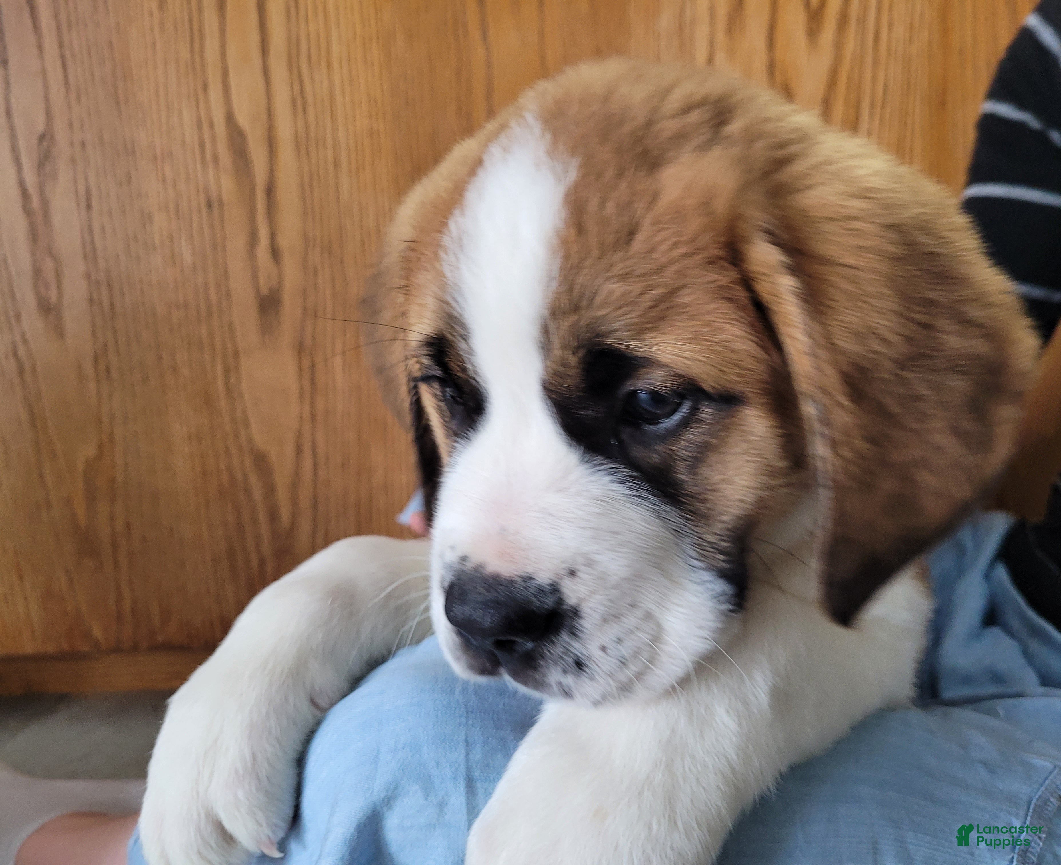 Saint Bernard dogs Maggie - Ad 1