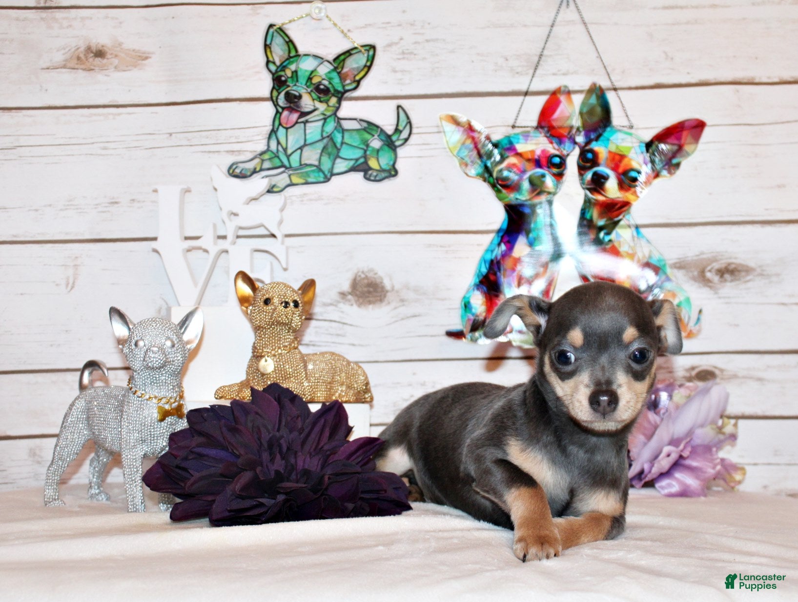 Chihuahua dogs Yogi - Ad 1