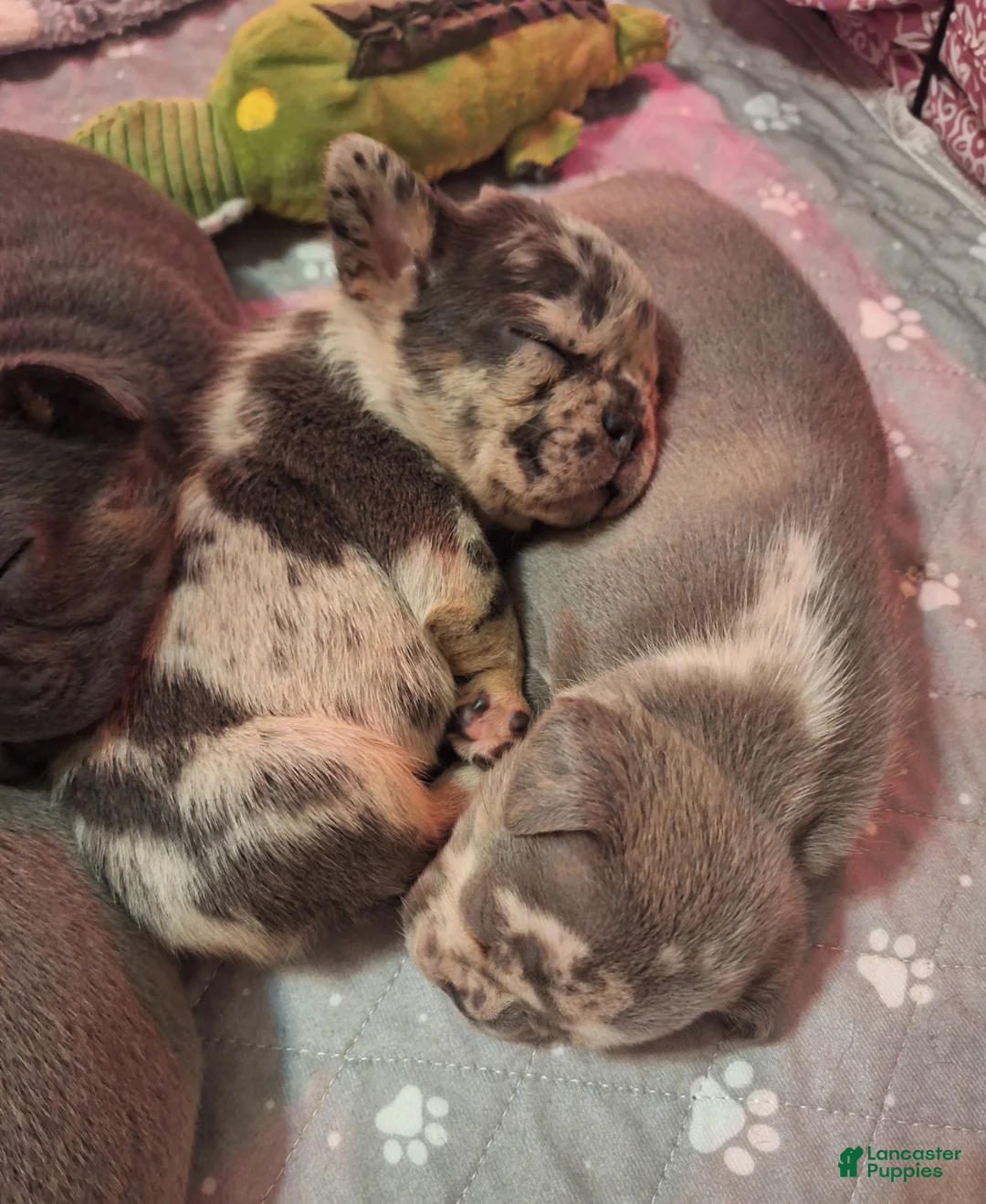 French Bulldog dogs for sale: French Bulldog Puppy 2 - Ad 3
