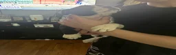 Mixed Breed dogs for sale: Jackiee Chan - Ad 4