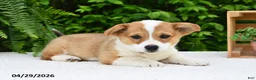 Welsh Corgi Pembroke dogs for sale: Juliet - Ad 5